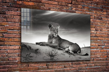 Lioness on Sand B&W UV Direct Aluminum Print Australian Made Quality