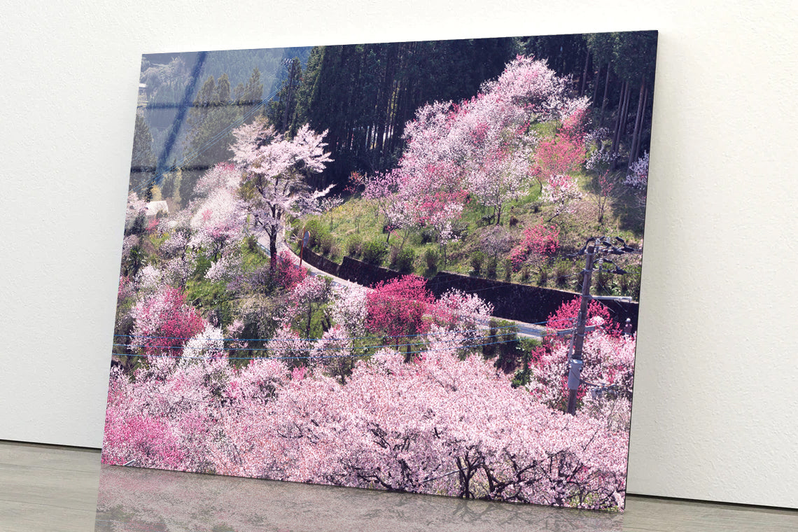 Beautiful Cherry Blossom in Japan Acrylic Glass Print Tempered Glass Wall Art 100% Made in Australia Ready to Hang - Bella Home Decor