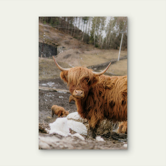 Brown Highland Cow On Gray Sand During Daytime 60x90cm Metal Print Ready to Hang