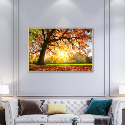Autumn Tree with Sunshine Photograph Print 100% Australian Made - Bella Home Decor