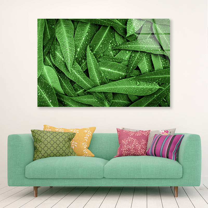 Water Droplets on Bunch of Leaves Acrylic Glass Print Tempered Glass Wall Art 100% Made in Australia Ready to Hang - Bella Home Decor