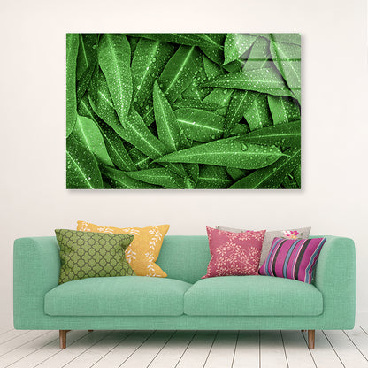 Water Droplets on Bunch of Leaves Acrylic Glass Print Tempered Glass Wall Art 100% Made in Australia Ready to Hang - Bella Home Decor