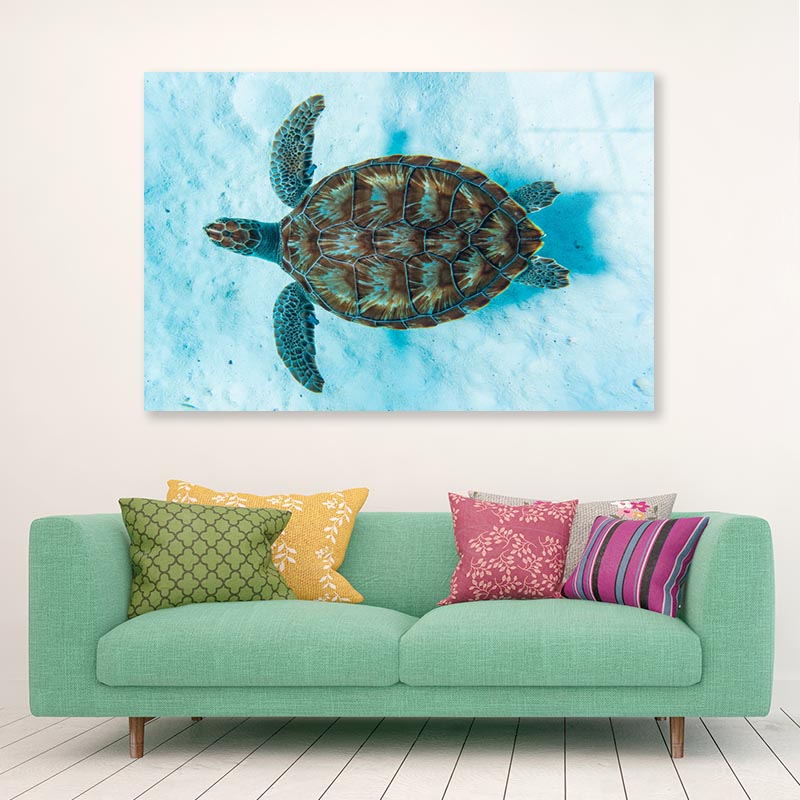 Green Sea Turtle Swimming Acrylic Glass Print Tempered Glass Wall Art 100% Made in Australia Ready to Hang