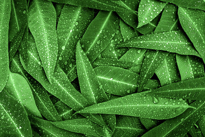 Water Droplets on Bunch of Leaves Print 100% Australian Made - Bella Home Decor