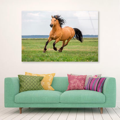 Horse Running in A Field with A Sky Background Acrylic Glass Print Tempered Glass Wall Art 100% Made in Australia Ready to Hang - Bella Home Decor