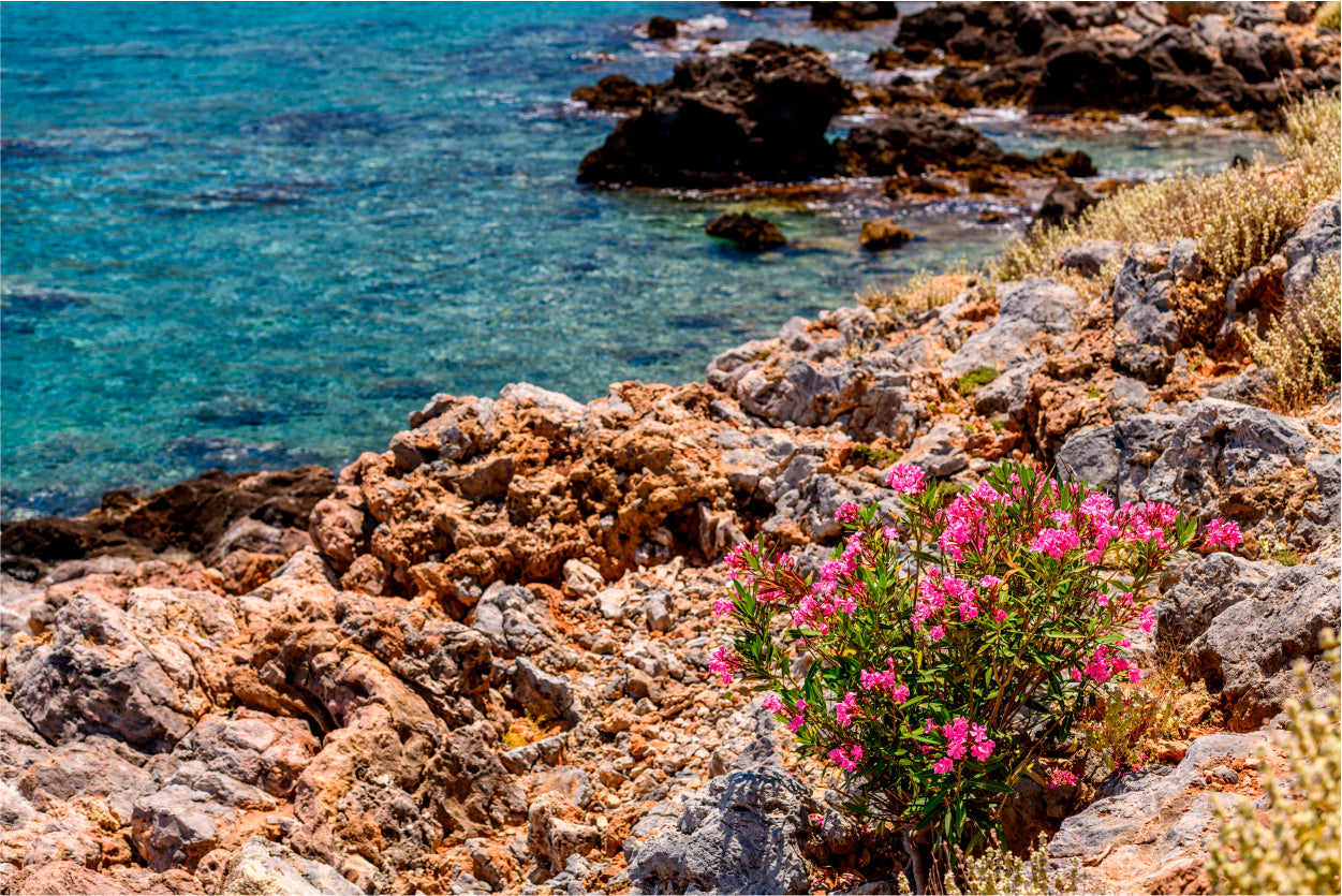 Beautiful Nature Flowers with River Home Decor Premium Quality Poster Print Choose Your Sizes