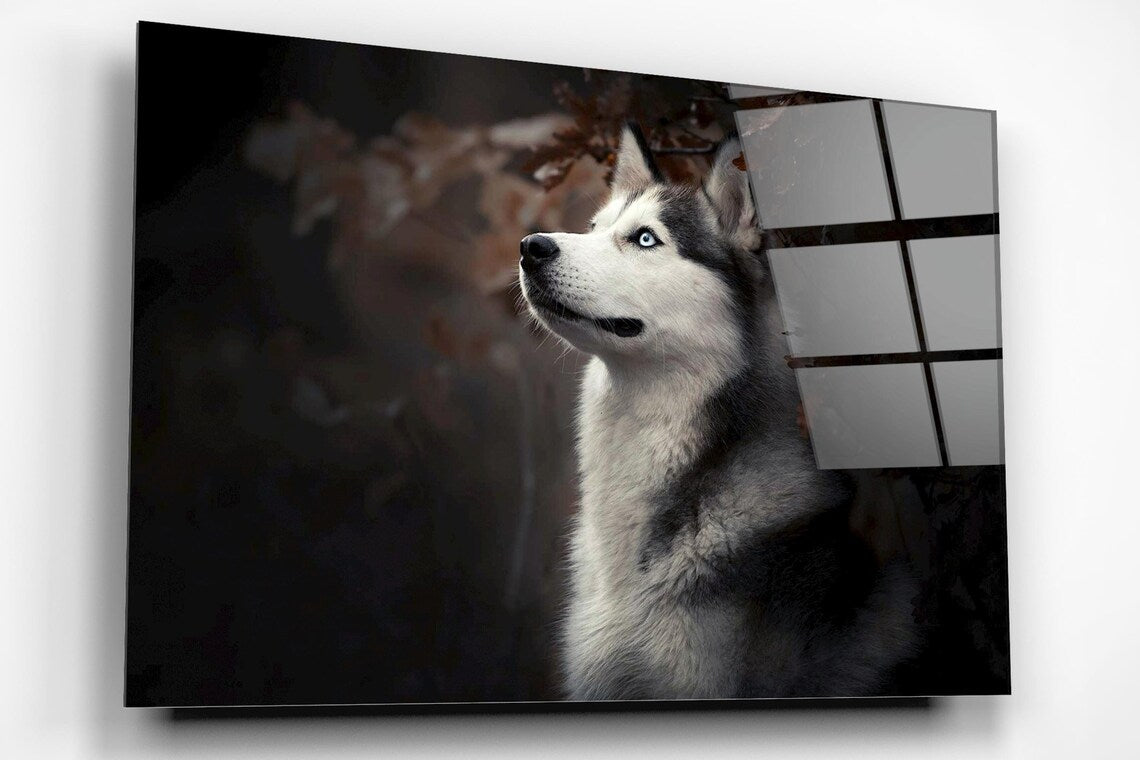 Siberian Husky Acrylic Glass Print Tempered Glass Wall Art 100% Made in Australia Ready to Hang