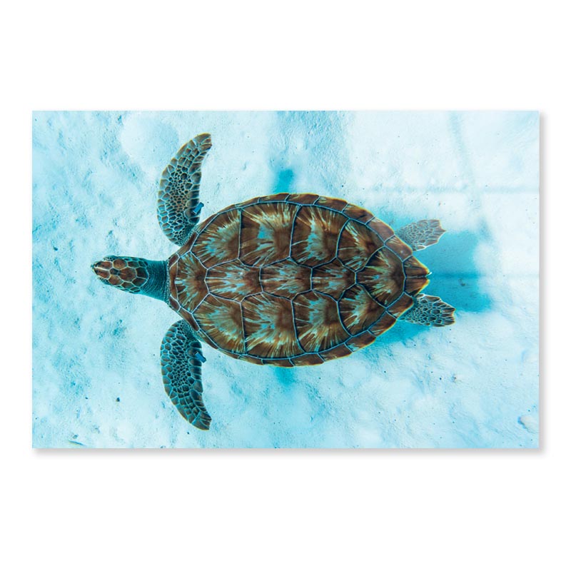 Green Sea Turtle Swimming Acrylic Glass Print Tempered Glass Wall Art 100% Made in Australia Ready to Hang