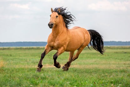 Horse Running in A Field with A Sky Background Wall Art Decor 100% Australian Made - Bella Home Decor