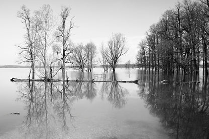 B&W Landscape Flood In Forest Glass Framed Wall Art, Ready to Hang Quality Print