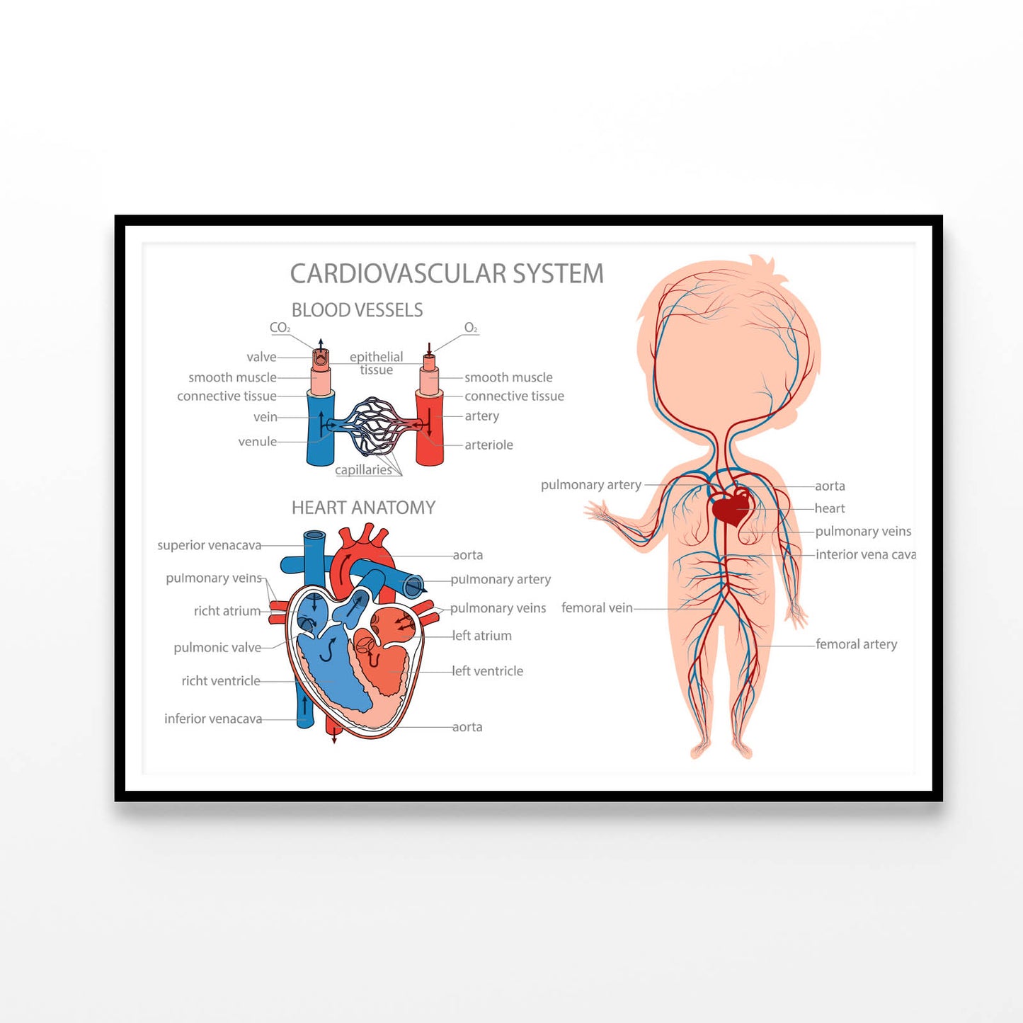 Blood Circulatory System in Kid Body Home Decor Premium Quality Poster Print Choose Your Sizes