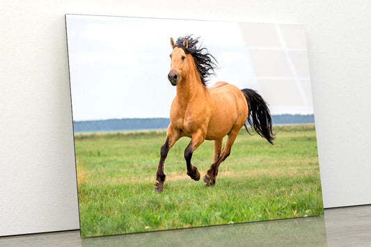 Horse Running in A Field with A Sky Background Acrylic Glass Print Tempered Glass Wall Art 100% Made in Australia Ready to Hang