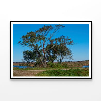 A Tree Standing In a Field on an Autumn Day Home Decor Premium Quality Poster Print Choose Your Sizes