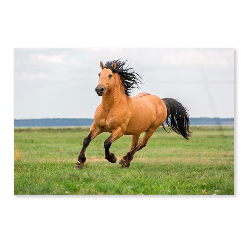 Horse Running in A Field with A Sky Background Acrylic Glass Print Tempered Glass Wall Art 100% Made in Australia Ready to Hang - Bella Home Decor