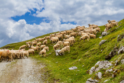 Sheep Meadow Fagaras Mountains Romania Wall Art Decor 100% Australian Made - Bella Home Decor