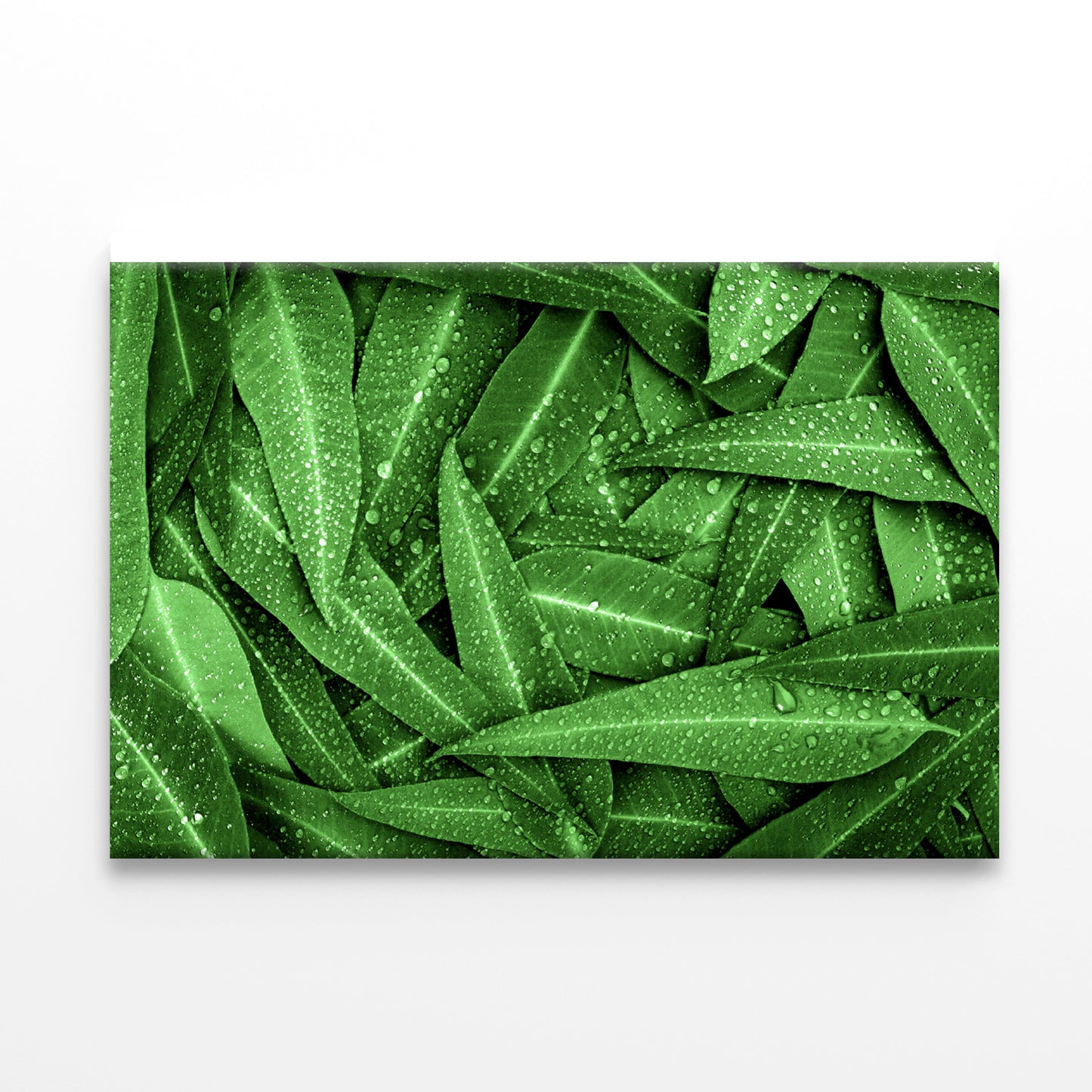 Water Droplets on Bunch of Leaves Print 100% Australian Made - Bella Home Decor