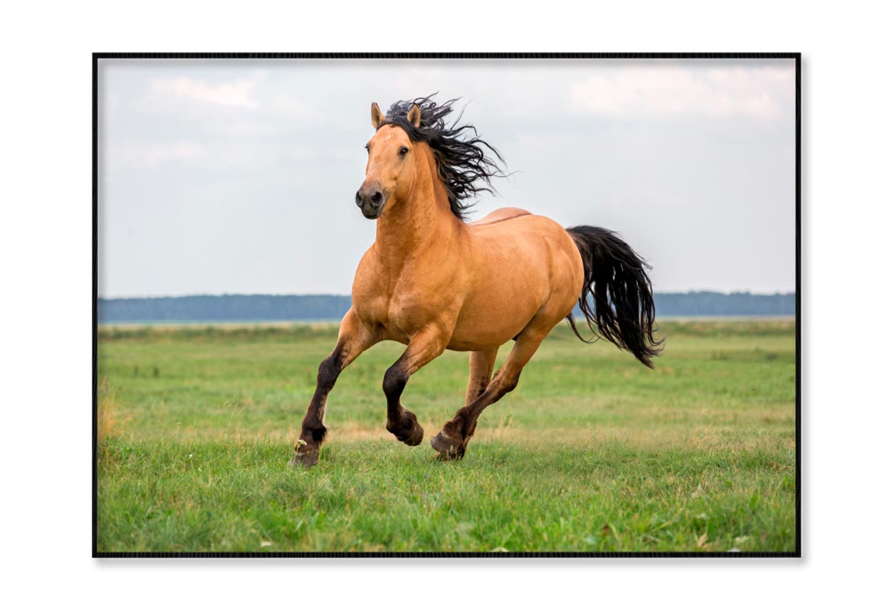 Horse Running in A Field with A Sky Background Home Decor Premium Quality Poster Print Choose Your Sizes - Bella Home Decor