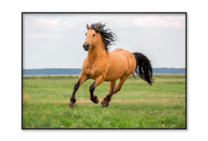 Horse Running in A Field with A Sky Background Home Decor Premium Quality Poster Print Choose Your Sizes - Bella Home Decor