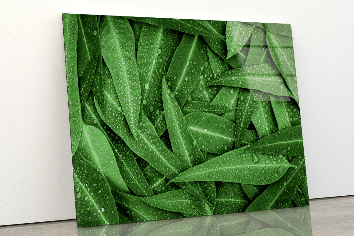 Water Droplets on Bunch of Leaves Acrylic Glass Print Tempered Glass Wall Art 100% Made in Australia Ready to Hang - Bella Home Decor
