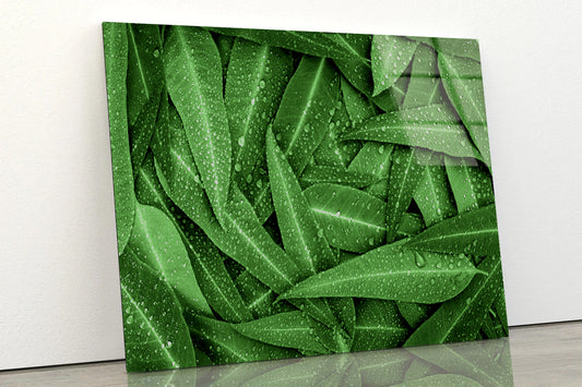 Water Droplets on Bunch of Leaves Acrylic Glass Print Tempered Glass Wall Art 100% Made in Australia Ready to Hang - Bella Home Decor