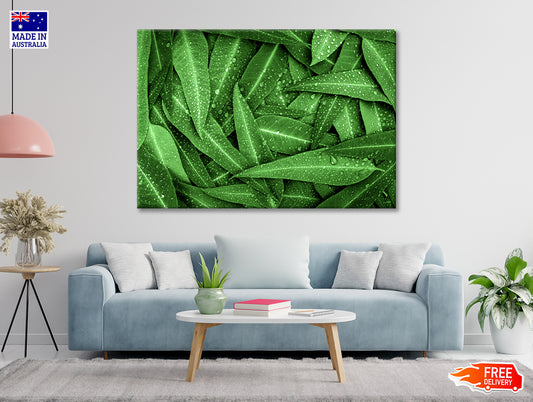 Water Droplets on Bunch of Leaves Print 100% Australian Made - Bella Home Decor