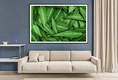 Water Droplets on Bunch of Leaves Home Decor Premium Quality Poster Print Choose Your Sizes