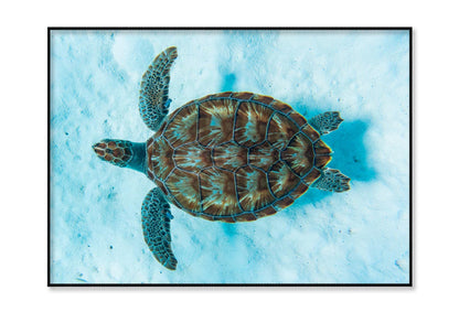 Green Sea Turtle Swimming Home Decor Premium Quality Poster Print Choose Your Sizes