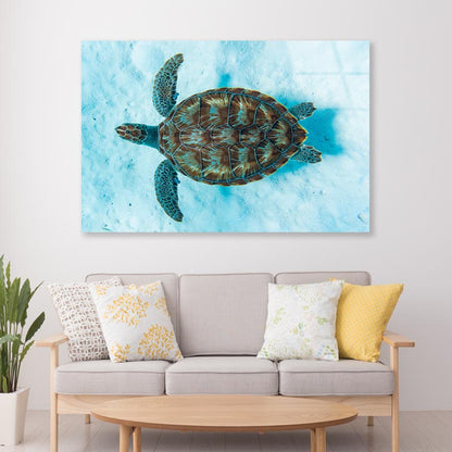 Green Sea Turtle Swimming Acrylic Glass Print Tempered Glass Wall Art 100% Made in Australia Ready to Hang