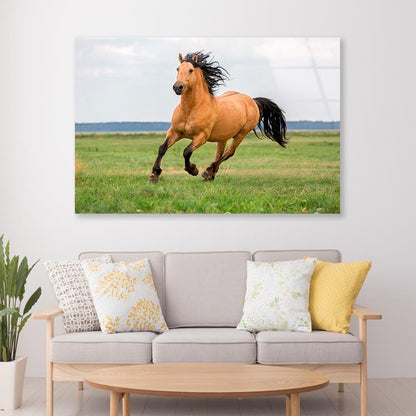 Horse Running in A Field with A Sky Background Acrylic Glass Print Tempered Glass Wall Art 100% Made in Australia Ready to Hang - Bella Home Decor