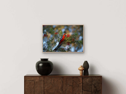Crimson Rosella Australian Bird Wall Art Decor 100% Australian Made