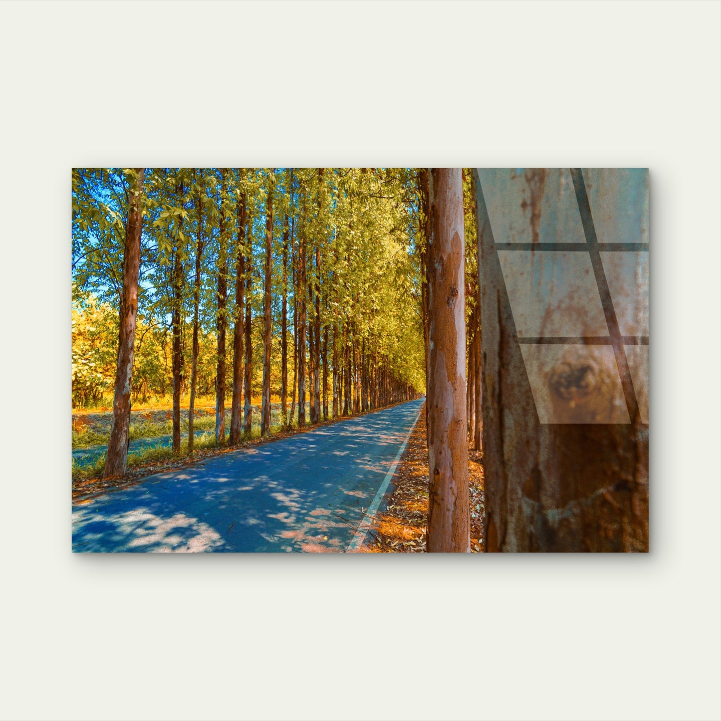 Autumn Karri Forest Road Trees View Glass Printing Wall Art Australian Made