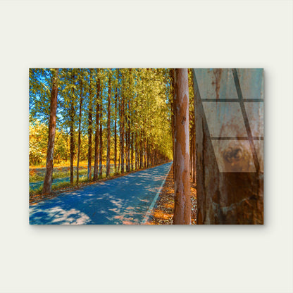 Autumn Karri Forest Road Trees View Glass Printing Wall Art Australian Made