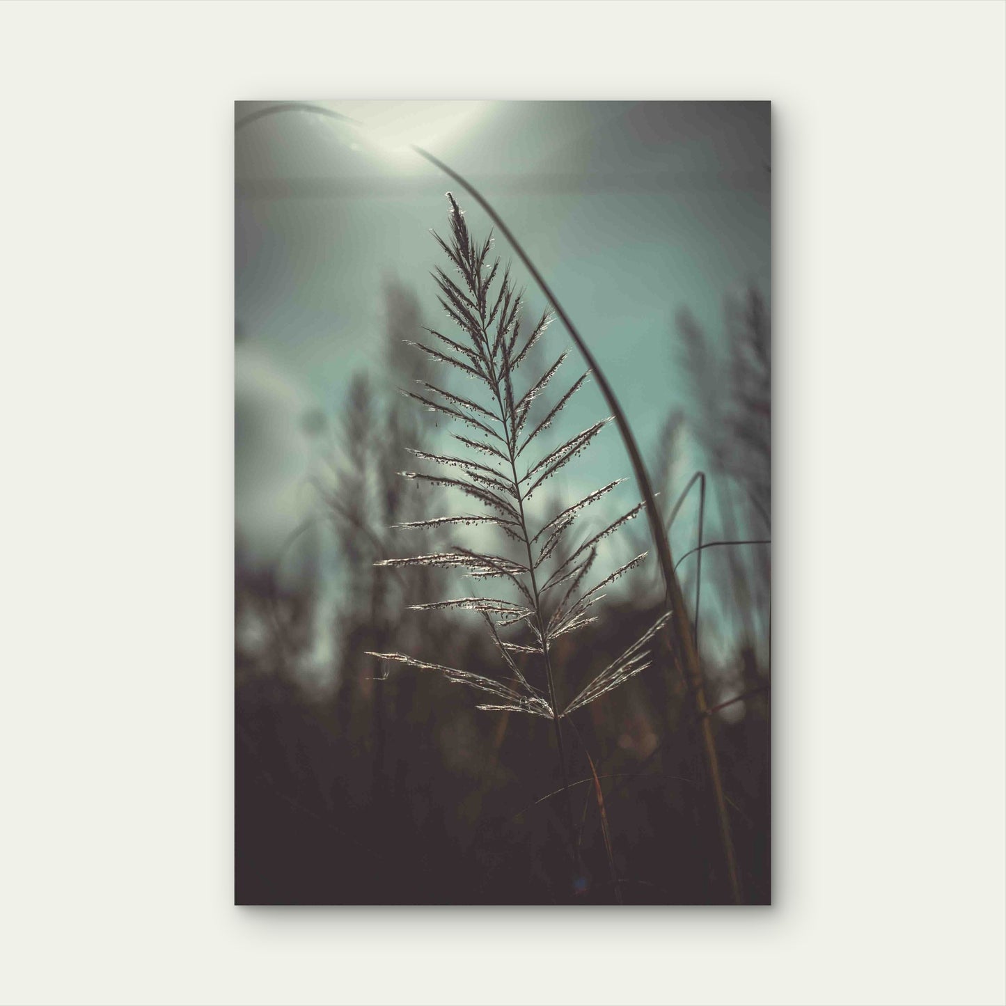 Close-up Shot of Grass with Seeds 60x90cm Metal Print Ready to Hang