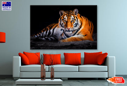 Closeup Of Siberian Tiger   Wall Art Decor 100% Australian Made