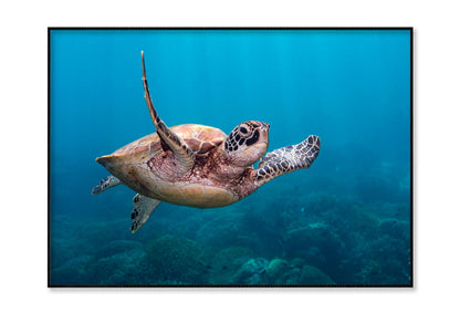 Turtle Swimming in The Ocean Home Decor Premium Quality Poster Print Choose Your Sizes