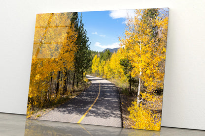 Yellow Aspens Trees in Colorado Acrylic Glass Print Tempered Glass Wall Art 100% Made in Australia Ready to Hang