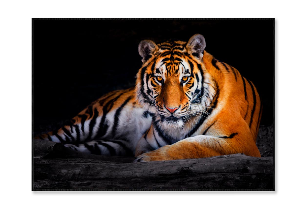 Closeup Of Siberian Tiger  Home Decor Premium Quality Poster Print Choose Your Sizes