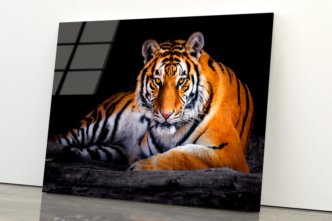Closeup Of Siberian Tiger  Acrylic Glass Print Tempered Glass Wall Art 100% Made in Australia Ready to Hang - Bella Home Decor