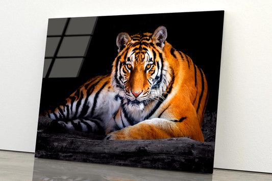 Closeup Of Siberian Tiger  Acrylic Glass Print Tempered Glass Wall Art 100% Made in Australia Ready to Hang