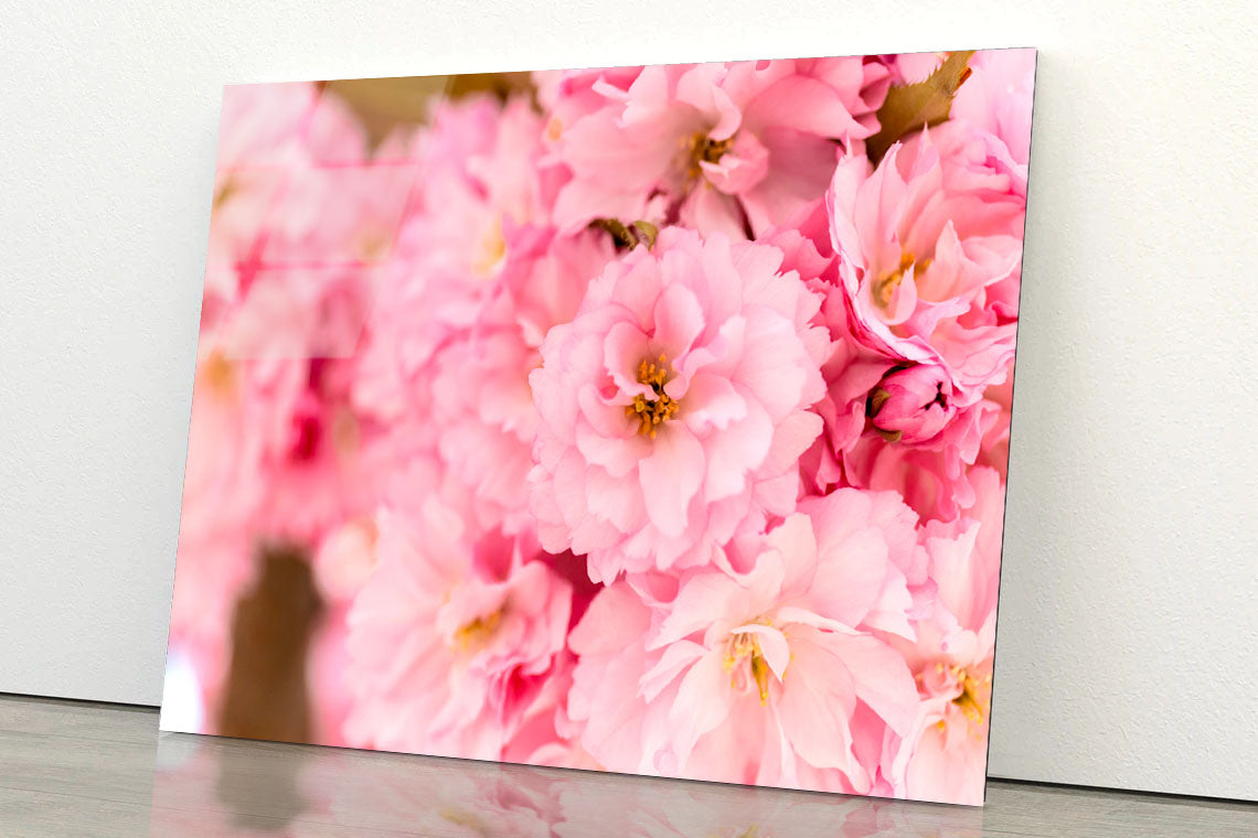 Blossoming Pink Flowers Acrylic Glass Print Tempered Glass Wall Art 100% Made in Australia Ready to Hang