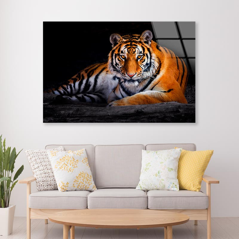 Closeup Of Siberian Tiger  Acrylic Glass Print Tempered Glass Wall Art 100% Made in Australia Ready to Hang - Bella Home Decor
