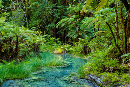 River in Whakarewarewa Forest Home Decor Premium Quality Poster Print Choose Your Sizes - Bella Home Decor