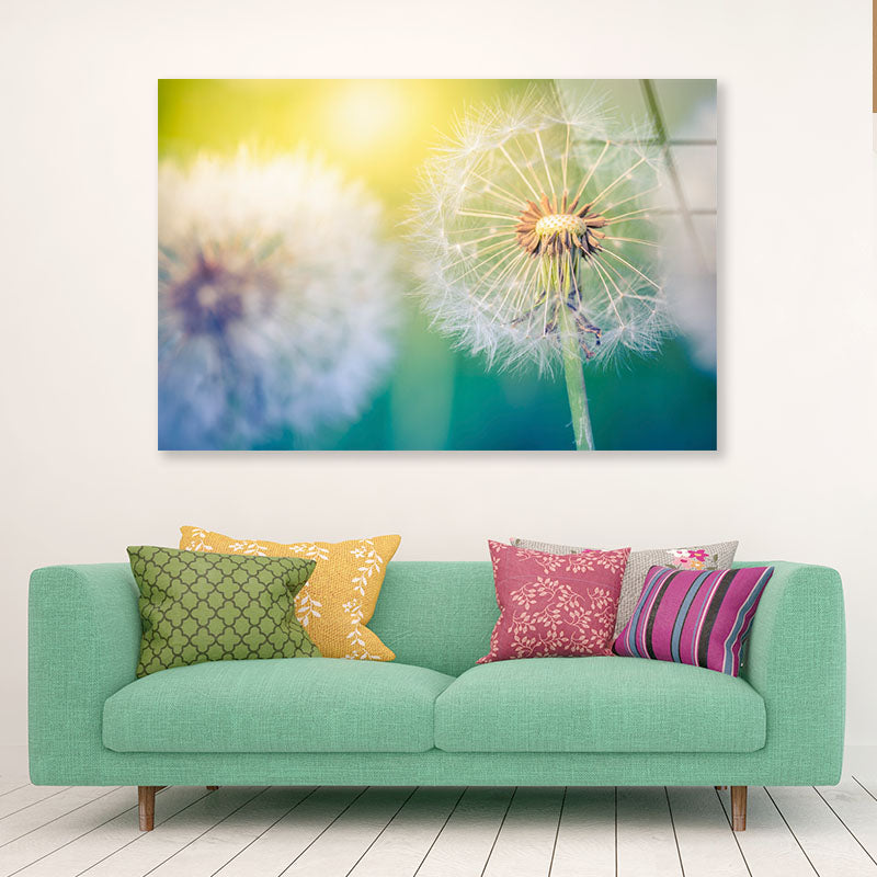 Closeup of Dandelion Acrylic Glass Print Tempered Glass Wall Art 100% Made in Australia Ready to Hang