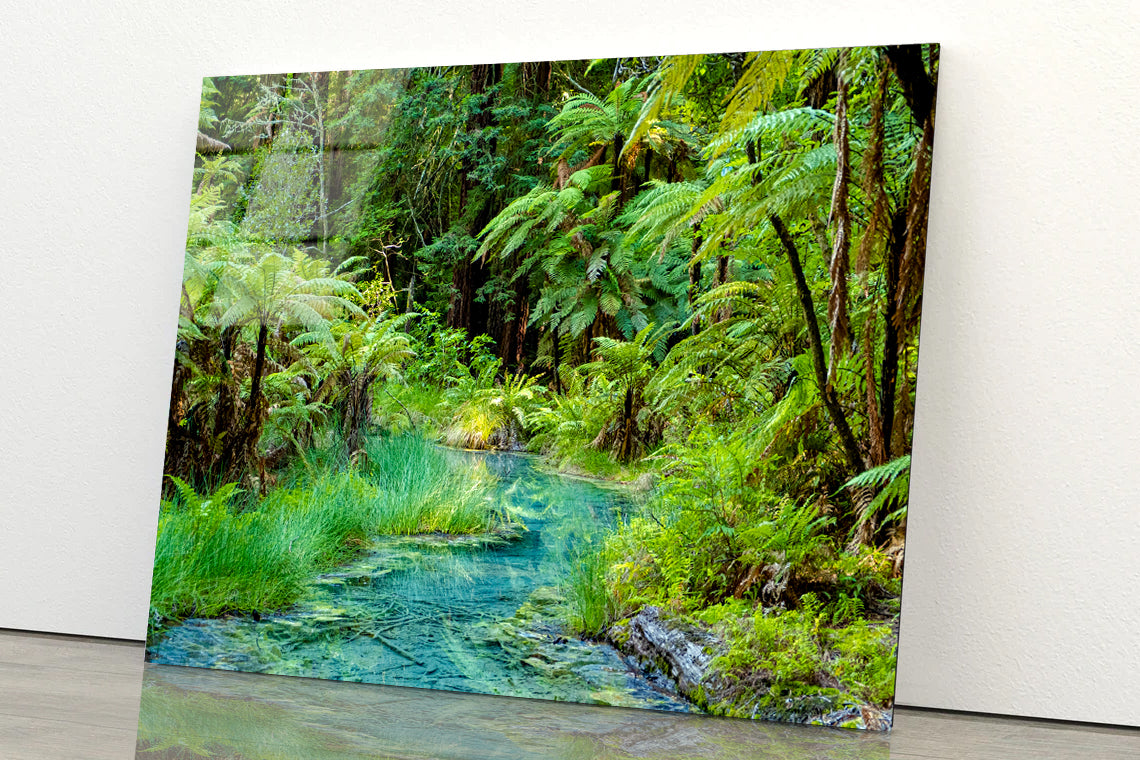River in Whakarewarewa Forest Acrylic Glass Print Tempered Glass Wall Art 100% Made in Australia Ready to Hang - Bella Home Decor