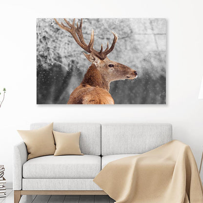 Red Deer in Winter Acrylic Glass Print Tempered Glass Wall Art 100% Made in Australia Ready to Hang