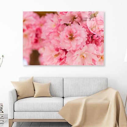 Blossoming Pink Flowers Acrylic Glass Print Tempered Glass Wall Art 100% Made in Australia Ready to Hang