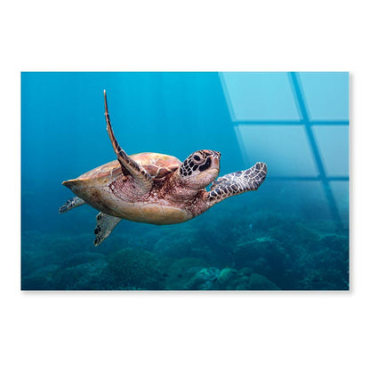 Turtle Swimming in The Ocean Acrylic Glass Print Tempered Glass Wall Art 100% Made in Australia Ready to Hang