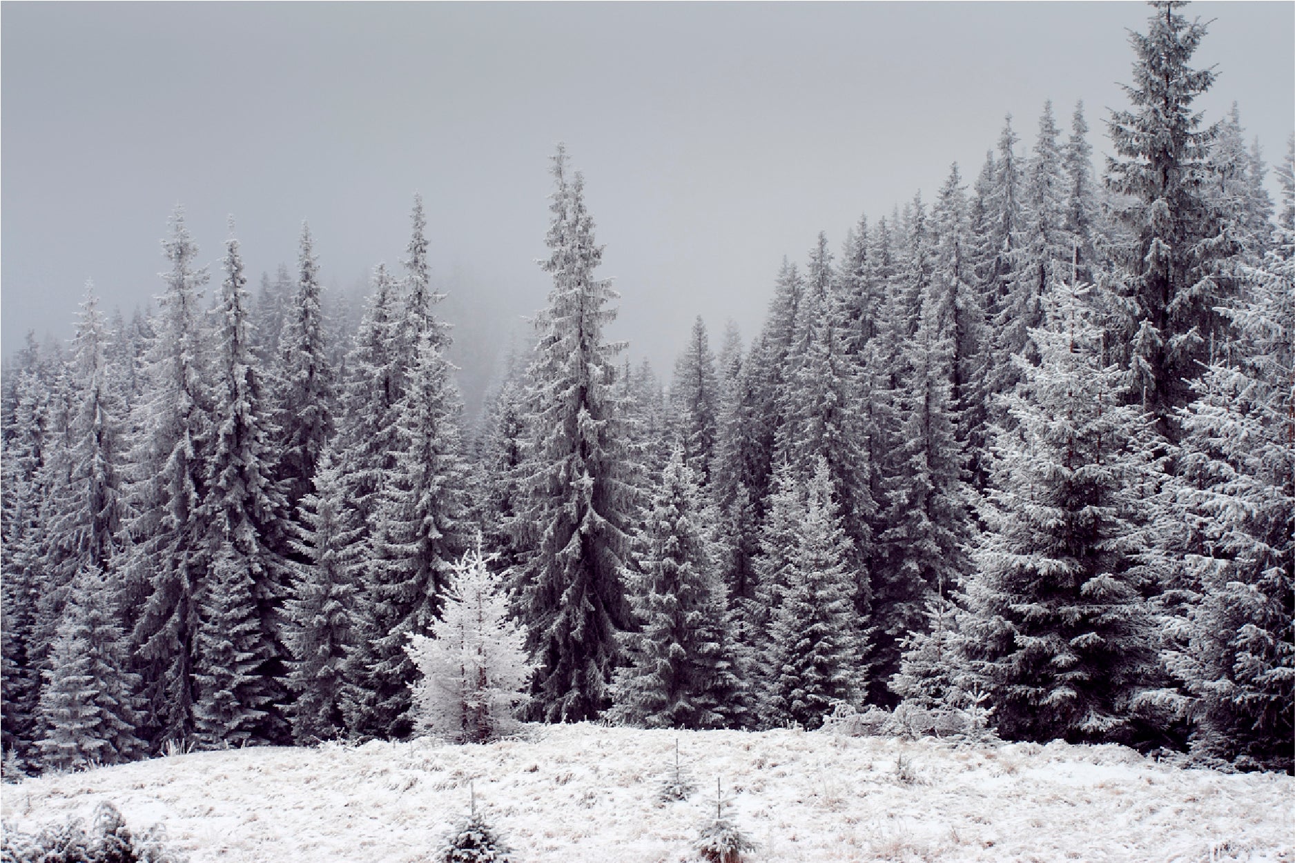 Trees Covered With Fresh Snow Glass Framed Wall Art, Ready to Hang Quality Print