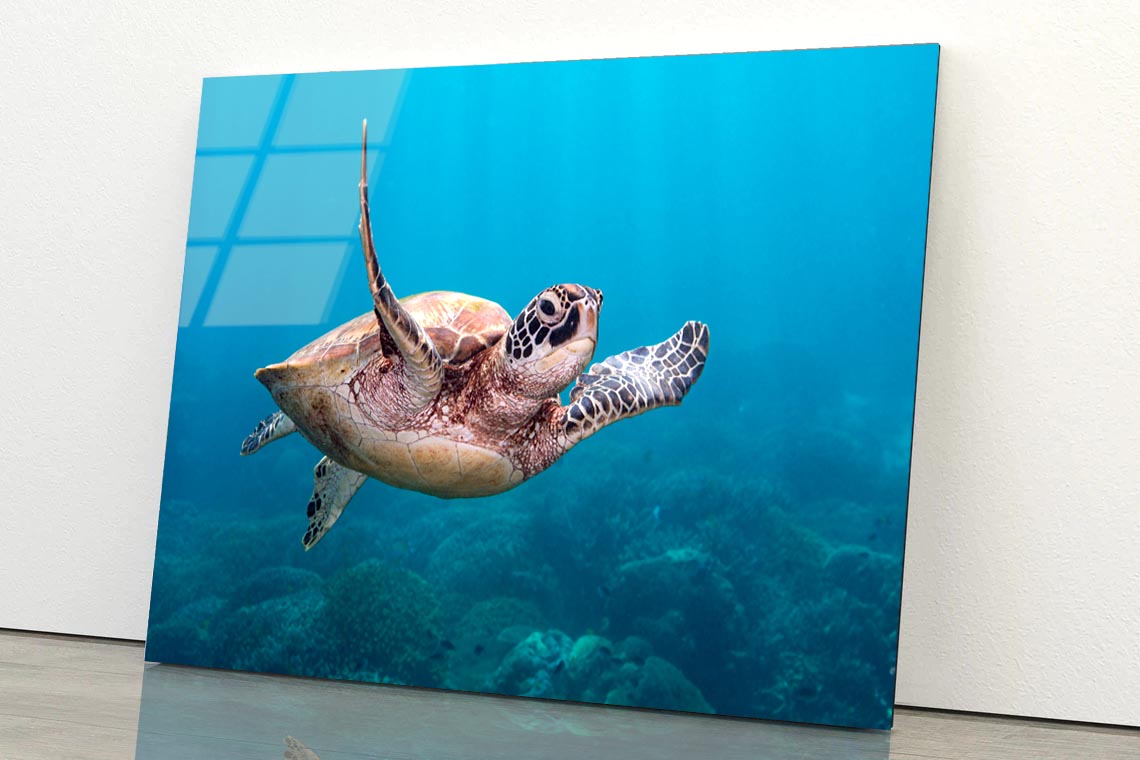 Turtle Swimming in The Ocean Acrylic Glass Print Tempered Glass Wall Art 100% Made in Australia Ready to Hang