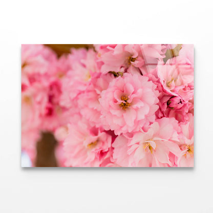 Blossoming Pink Flowers Acrylic Glass Print Tempered Glass Wall Art 100% Made in Australia Ready to Hang